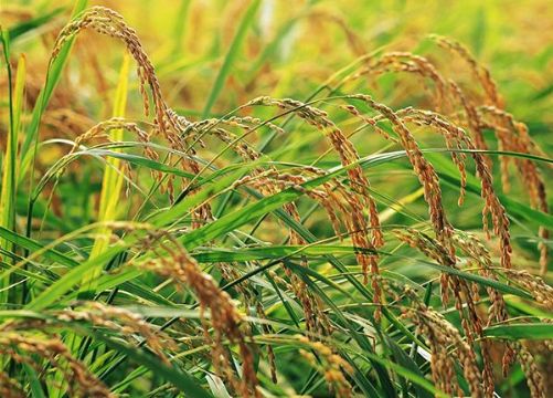 點(diǎn)擊查看詳細(xì)信息<br>標(biāo)題：   閱讀次數(shù)：3285